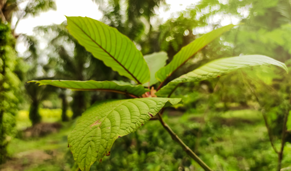 what is bali kratom