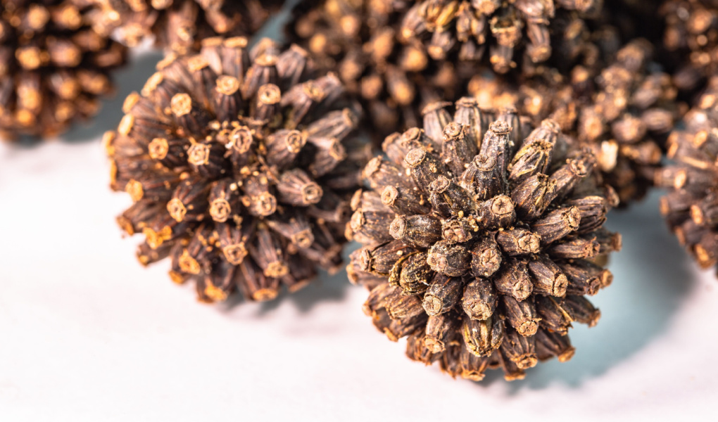 All You Need To Know About Kratom Plant Seeds