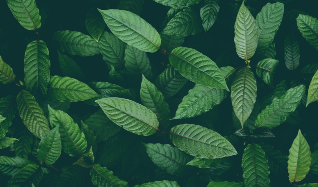 Understanding Red Maeng Da Kratom